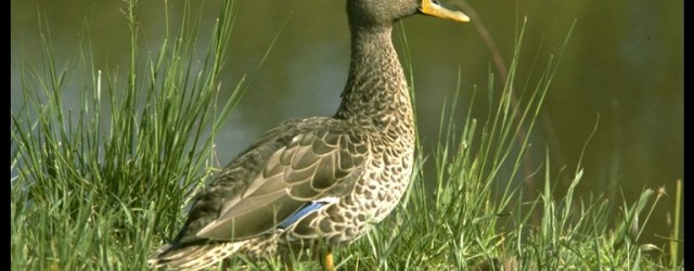 duck