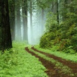 forrest
