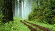 forrest