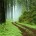 forrest