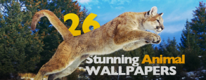 26-stunning-animal-wallpapers 26-stunning-animal-wallpapers