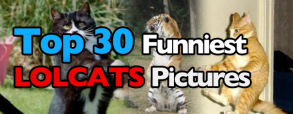 top-25-funniest-lolcats-pictures top-25-funniest-lolcats-pictures