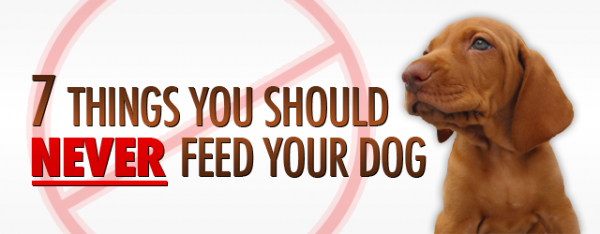 7 Things You Should Never Feed Your Dog