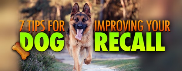 7 Tips For Improving Your Dog Recall