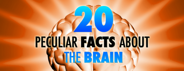 20 Peculiar Facts about the Brain