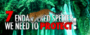 7-endangered-species-we-need-to-protect 7-endangered-species-we-need-to-protect