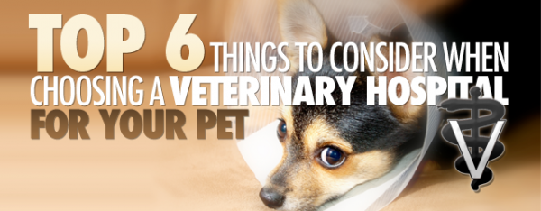 Top 6 Things to Consider When Choosing a Veterinary Hospital for Your Pet