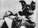 10 of the Greatest Explorers On Earth   great explorers laika 147x109