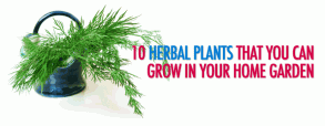 10-herbal-plants-that-you-can-grow-in-your-home-garden