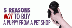 5-reasons-not-to-buy-a-puppy-at-the-pet-store 5-reasons-not-to-buy-a-puppy-at-the-pet-store