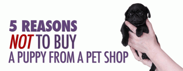 5 Reasons NOT to Buy a Puppy from a Pet Shop