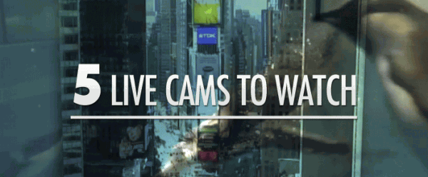 5 Live Cams to Watch