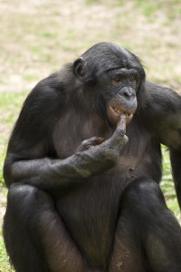 Still thinking like an Ape? feeling unworthy 5 Ways To Know When You Are Feeling Unworthy 130403141442 large