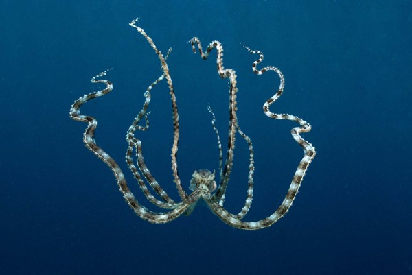 The Mimic Octopus