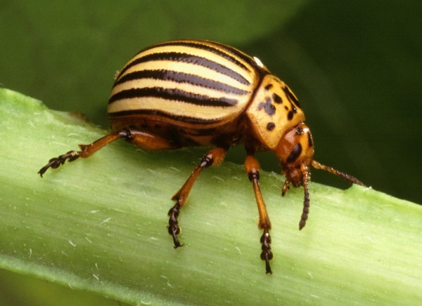 Potato Beetle