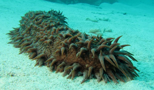 The Sea Cucumber
