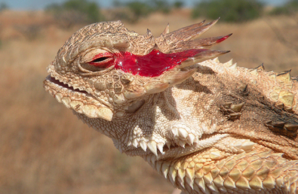 Texas Horned Lizard