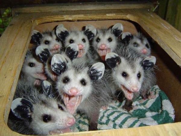 The Opossum